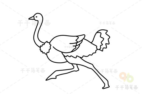 鸵鸟简笔画图片，奔跑的鸵鸟简笔画