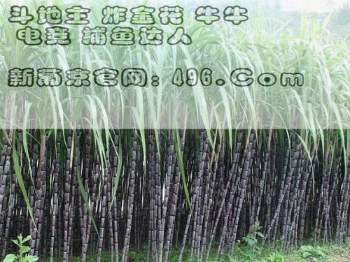 半斤八两是什么生肖或数字，半斤八两是什么生肖的动物