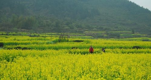 2013年过年时泉州永春及三明地区天气预报