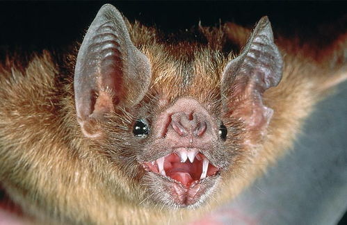 翼手目除了蝙蝠还有谁，翼手目可能由树上爬行的食虫类动物演化而来