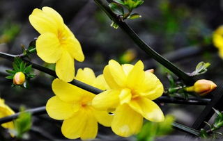 迎春花的简介