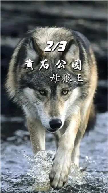 一狼假寐于前 其一犬坐于前，一狼假寐盖以诱敌