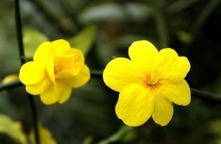 迎春花的介绍