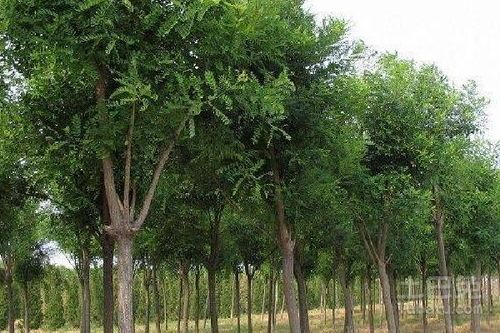 大叶白蜡和小叶白蜡有什么区别