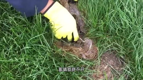 窝边草指的是什么意思?，窝边草网络用语