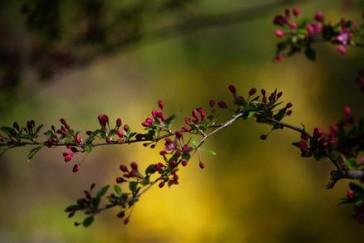 同儿辈赋未开海棠其一翻译