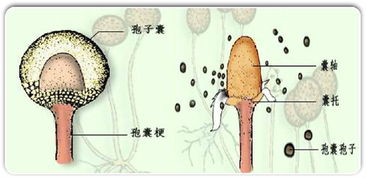孢子读音是什么意思，孢子的读音与什么汉字有关
