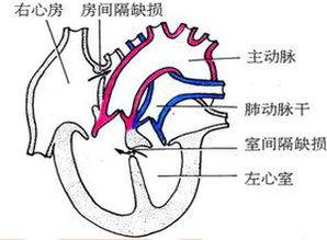 心脏各心房和心室分别和什么相连?