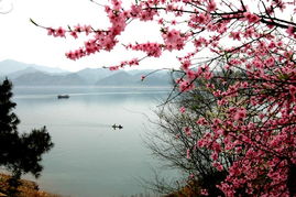 《三月桃花水》中的桃花水指什么?