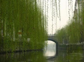 杨柳枝 / 柳枝词原文_翻译及赏析