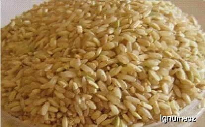 胚的拼音，胚芽的拼音和意思