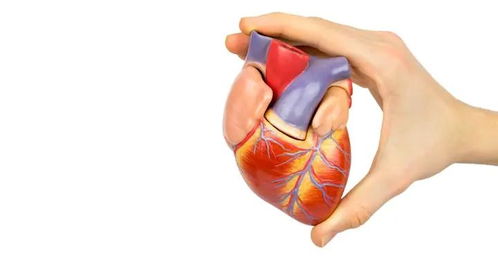 心室肥大是什么原因造成的，心室预激需不需要治疗