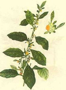 鹿活草真的有吗?鹿活草贵吗鹿活草哪里有?