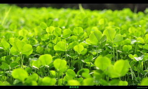 细支春绿是什么烟