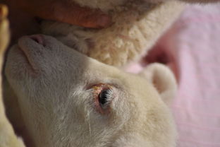 剧情很狗血中的“狗血”是什么意思。