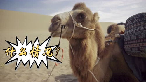 驼字可以组什么词语