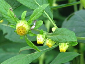 鹿活草为什么救不了丫头，鹿活草多少钱一斤