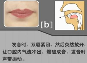 双唇音的解释 双唇音的解释是什么