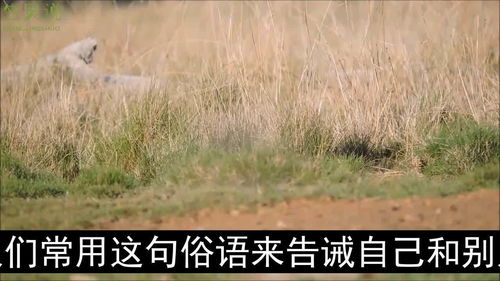 窝边草定义是什么
