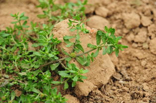 鹅不食草能泡水喝吗?鹅不食草的功效与作用