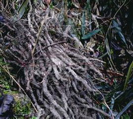 蕨根是什么样的植物?