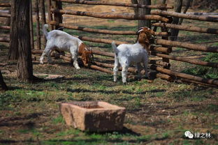 犬吠[quǎn fèi]什么意思?近义词和反义词是什么?英文翻译是什么