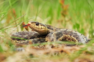三国志战略版杯蛇鬼车怎么玩