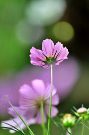 波斯菊幼苗，波斯菊种子的种植方法和时间
