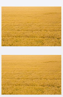 词语造句:用金灿灿造句(约30个)