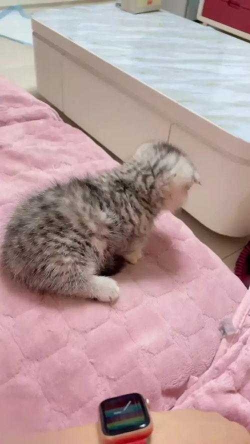 一肚子坏水,猜一生肖