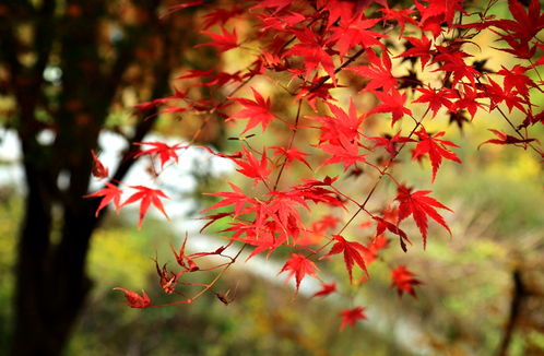 别样红鱼饲料怎么样，别样红酒店管理系统app
