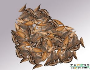 天浆壳的成语天浆壳的成语是什么