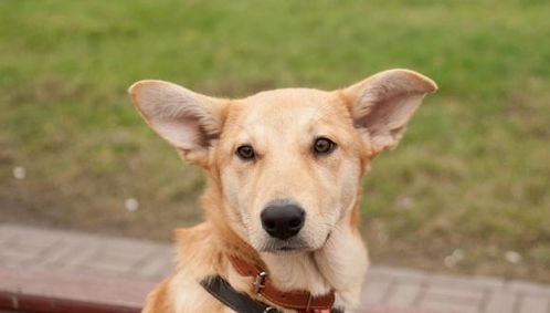 宠物狗项圈有什么用