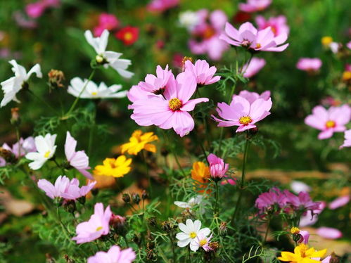 波斯菊种植方法