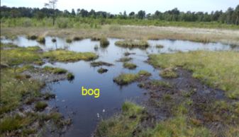 液化天然气bog是什么意思中文，bog是什么意思中文翻译成为