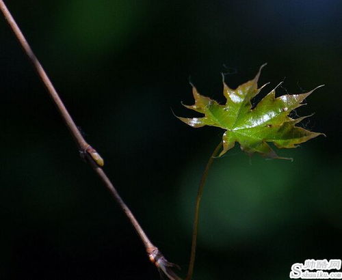 春意盎然的意思是什么