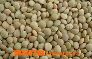 小扁豆的功效与作用图片，小扁豆的功效与作用禁忌杂粮