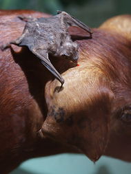吸血蝙蝠吸人血吗，吸血蝙蝠中国有吗