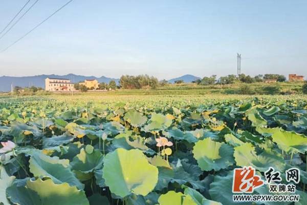 “采莲南塘秋,莲花过人头。低头弄莲子,莲子清如水。”出于