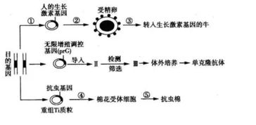 花粉管通道法用不用质粒载体 基因枪法呢