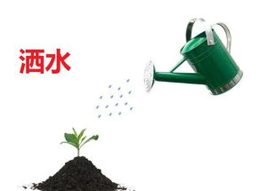 洒组词 洒的组词有哪些