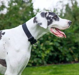 狗狗戴项圈为什么