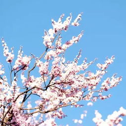 白色毛绒绒垂下来的植物