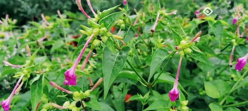 口感清脆的意思，清脆的意思和造句