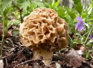 frond翻译，frond怎么读英语