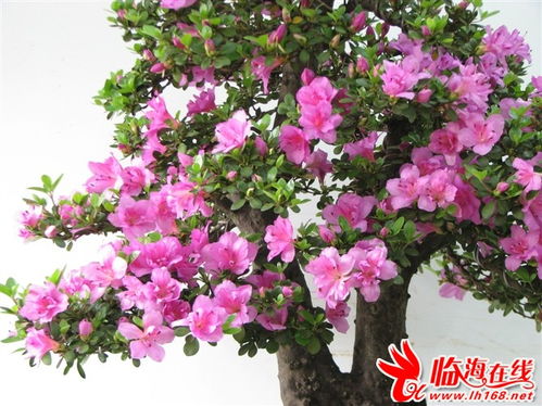 夏娟的饲养方法和注意事项