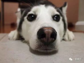 为什么说狗眼看人低,有依据吗?