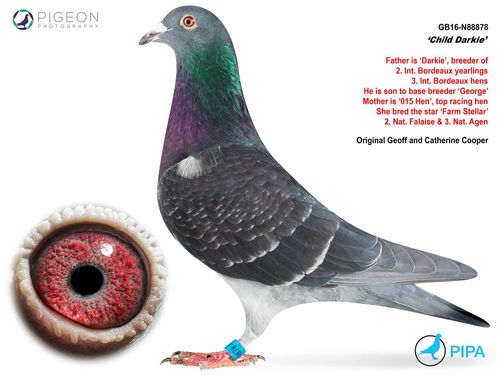 黑熊是广西灵山哪里人