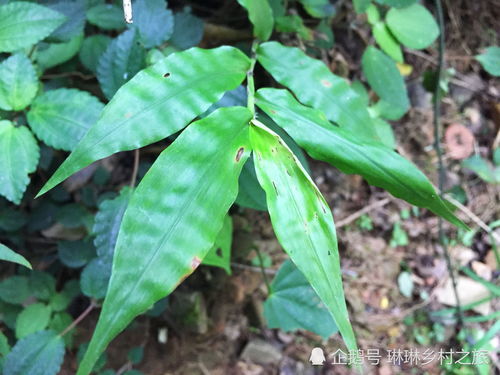 竹叶草的分布范围