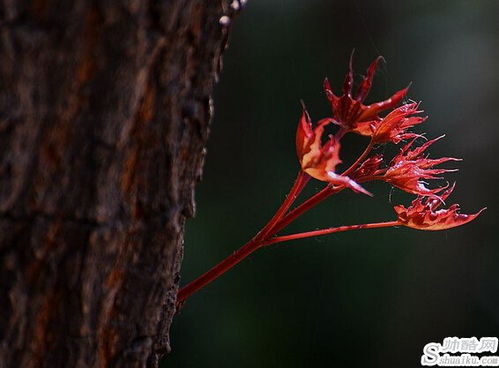 春意盎然是什么意思
